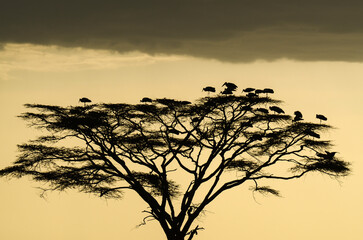 coucher de soleil, Cigogne blanche, Ciconia ciconia, White Stork, Parc national du Serengeti, Tanzanie, Afrique de l'Est