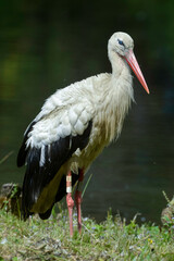 Cigogne blanche, Ciconia ciconia, White Stork