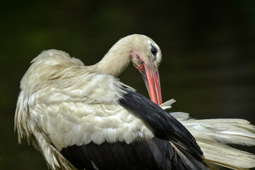 Cigogne blanche, Ciconia ciconia, White Stork