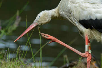 Cigogne blanche, Ciconia ciconia, White Stork