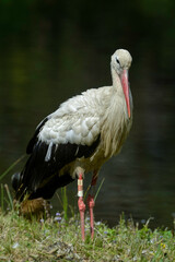 Cigogne blanche, Ciconia ciconia, White Stork