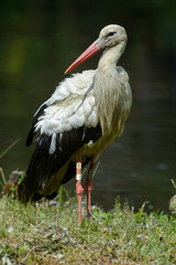 Cigogne blanche, Ciconia ciconia, White Stork