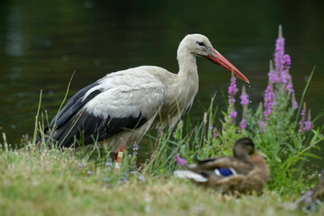 Cigogne blanche, Ciconia ciconia, White Stork