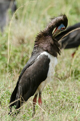 Cigogne d'Abdim,.Ciconia abdimii, Abdim's Stork