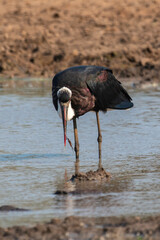Cigogne épiscopale,.Ciconia episcopus, Woolly necked Stork