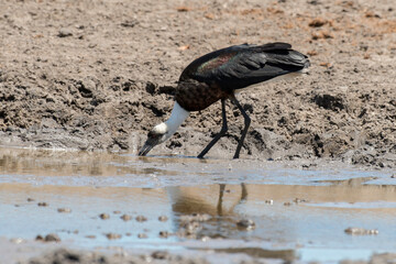 Cigogne épiscopale,.Ciconia episcopus, Woolly necked Stork