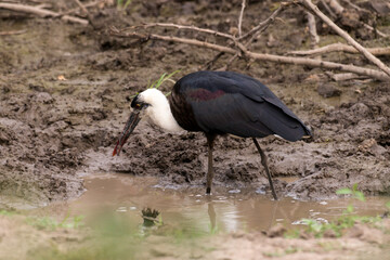 Cigogne épiscopale,.Ciconia episcopus, Woolly necked Stork