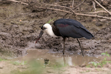 Cigogne épiscopale,.Ciconia episcopus, Woolly necked Stork