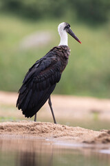 Cigogne épiscopale,.Ciconia episcopus, Woolly necked Stork