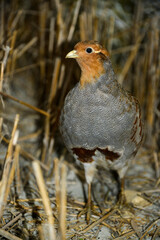 Perdrix grise.Perdix perdix, Grey Partridge