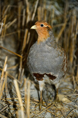 Perdrix grise.Perdix perdix, Grey Partridge