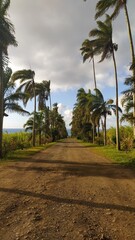 Allée bordée de palmiers entrée d'une plantation La Réunion Hiver 2022