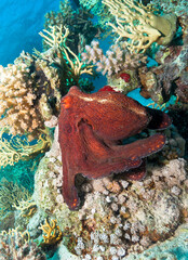 Red colored Octopus over coral reef. Red sea, Egypt.