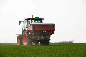 Fototapeta premium Tractor spreading artificial fertilizers in wheat field
