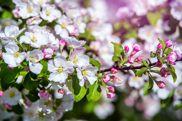 appletree blossom branch in the garden in spring

