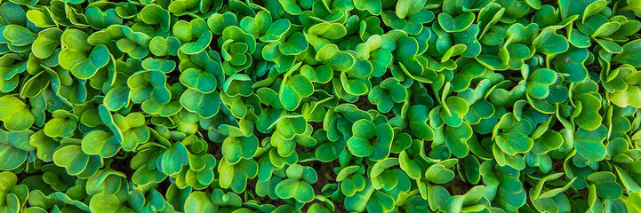 Lush green microgreen texture background, fresh young green leaves, sustainable healthy food concept