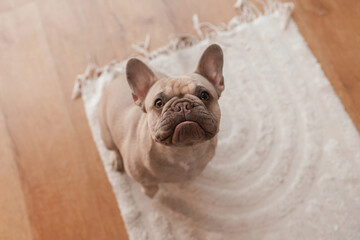 Cute pug dog is at home