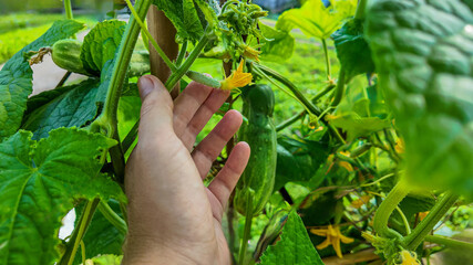 Gardener's hand tending to cucumber plants, showcasing organic farming and home gardening with fresh produce and lush green leaves in natural light