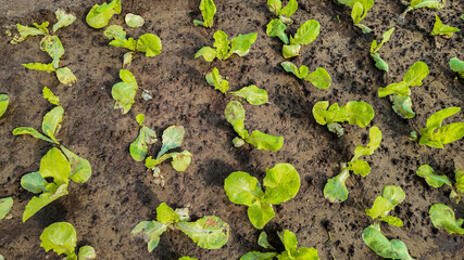 Young lettuce plants growing in rows in fertile soil, depicting early stages of vegetable farming...