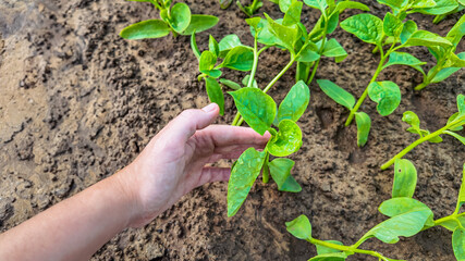 Close-up of a hand gently touching young plant leaves in a garden, representing sustainable agriculture or Earth Day