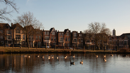 Street with old typicl dutch houses in front of ducks and gooses swiming in the water of the Sonsbeek park in Arnhem, Gelderland, the Netherlands
