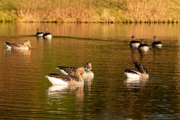 Group of Gray Gooses during the sunrise in the Sonsbeek park in Arnhem, the Netherlands