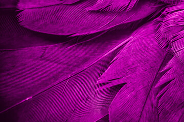 violet feather pigeon macro photo. texture or background