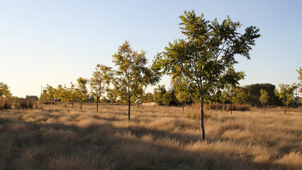 Pecannut trees in autumn season.  The North West Province offers a suitable climate for pecan nut farming, characterised by hot summers and cold winters. 