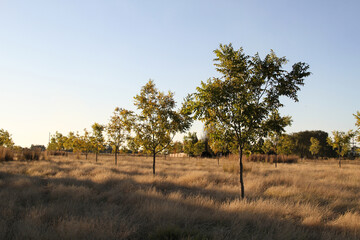 Pecannut trees in autumn season.  The North West Province offers a suitable climate for pecan nut farming, characterised by hot summers and cold winters. 
