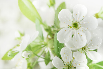 Spring background with white apple or cherry blossoms and wooden background. Easter or Passover...