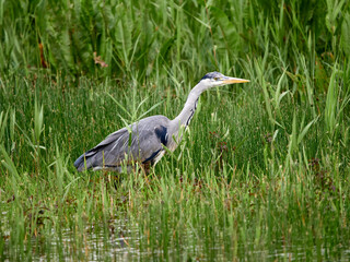 Grey Heron (Ardea cinerea)