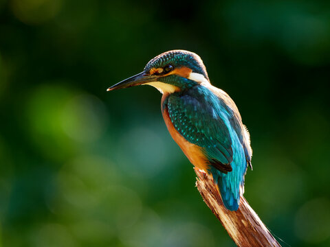 Kingfisher (Alcedo atthis) close-up