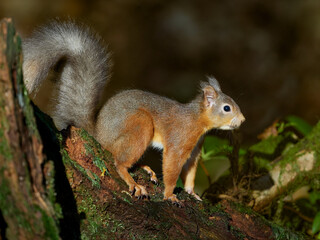 Red Squirrel (Sciurus vulgaris)