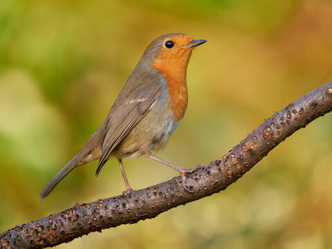 Robin close-up with warm background
