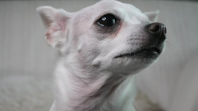 Cobby chihuahua cheap