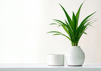 luxury Potted plant on white table against white wall background and copy space