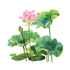 lotus flower vector illustration in watercolour style