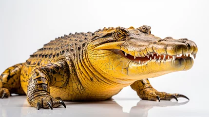 Zelfklevend Fotobehang Wildlife crocodile isolated on white background © micheal