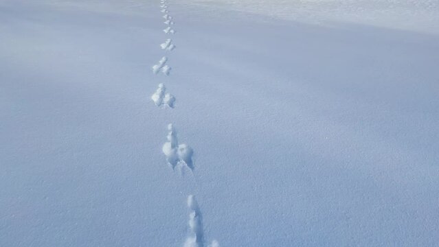 Hare tracks in the snow in winter