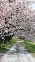 桜のトンネル(埼玉県本庄市のこだま千本桜・縦構図)　3232