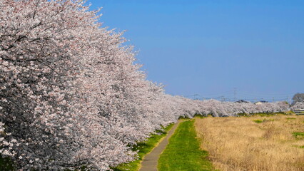 埼玉県本庄市のこだま千本桜の5キロ続く桜並木　3318