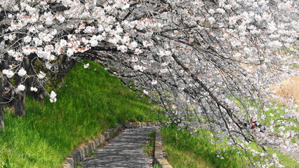 桜のトンネル(埼玉県本庄市のこだま千本桜)　3321