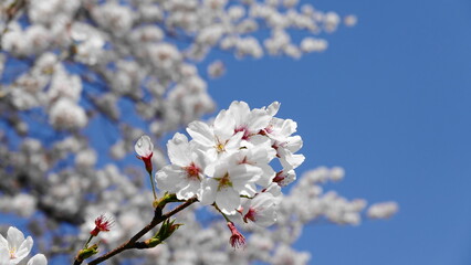 青空を背景にした満開の桜の花　3334