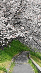 桜のトンネル(埼玉県本庄市のこだま千本桜・縦構図)　3324