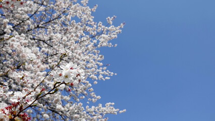 青空を背景に散る桜吹雪　3332