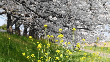 満開の桜の花を背景にした菜の花　3362