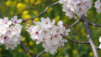 黄色い菜の花を背景にした満開の桜の花のアップ　3390