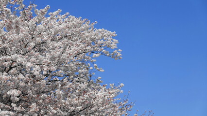 青空を背景に散る桜吹雪　3396