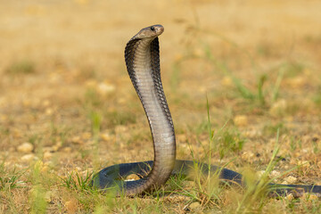 Javan Spitting Cobra (Naja sputatrix) is a species of cobra native to Java and Lesser Sunda Islands in Indonesia.