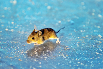 Wood mouse (Apodemus sylvaticus) is freezing on ice during crossing of frozen river. Small animal...